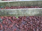 image of grave number 373446